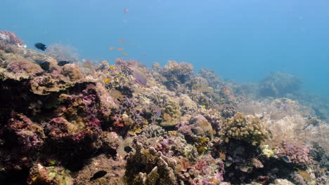 variety of fishes swim under the ocean through coral reef