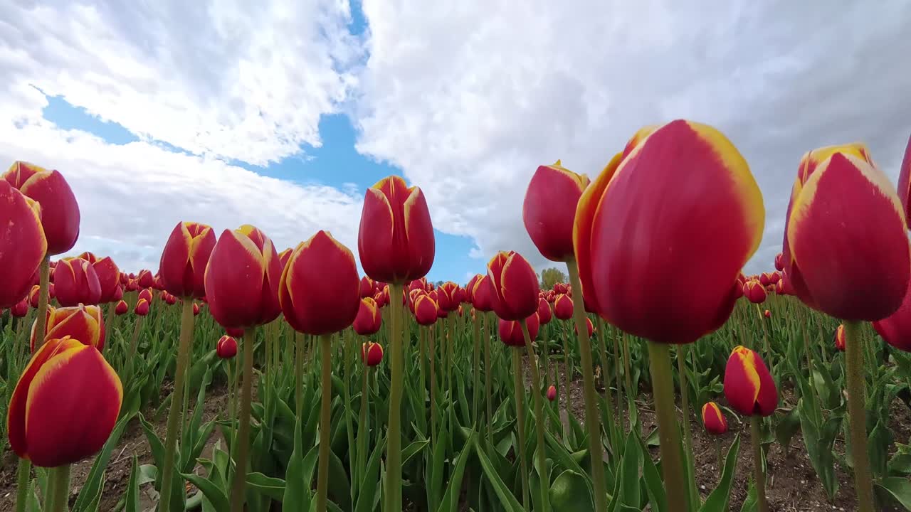 Una fluida carrellata che si muove tra file di tulipani rosso vivo in piena fioritura. La telecamera scivola tra i fiori, enfatizzando profondità, movimento e colori ricchi, catturando la bellezza di un campo di tulipani olandese.
