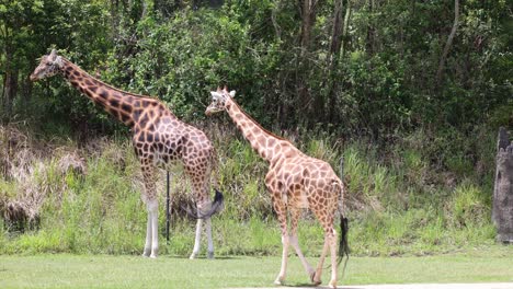 giraffes and a zebra interact and graze peacefully