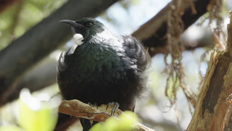 tui bird resting on tree branch in wellington, new zealand - close up