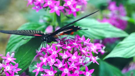 butterfly eat nectar slow-motion