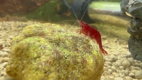 un camarón rojo cereza sobre una roca dentro de un acuario