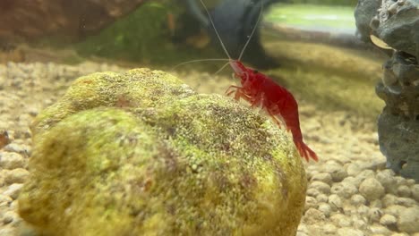 a red cherry shrimp on a rock inside an aquarium