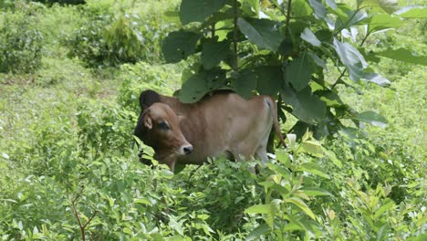 Local-Zebu-Cattle-Amongst-Dense-Green-Plants-Near-Village-In-Zanzibar,-Tanzania,-Africa