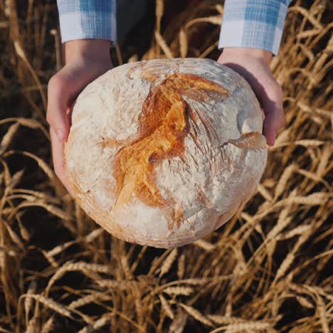 farmer holds a loaf of bread in a wheat field