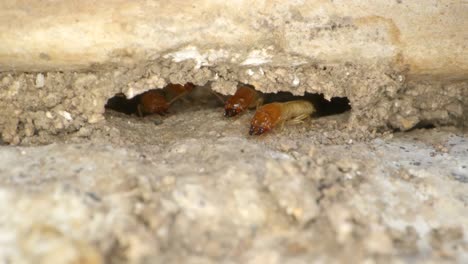 a termite colony in the walls of a garage in a home shot on a super macro lens almost national geographic style