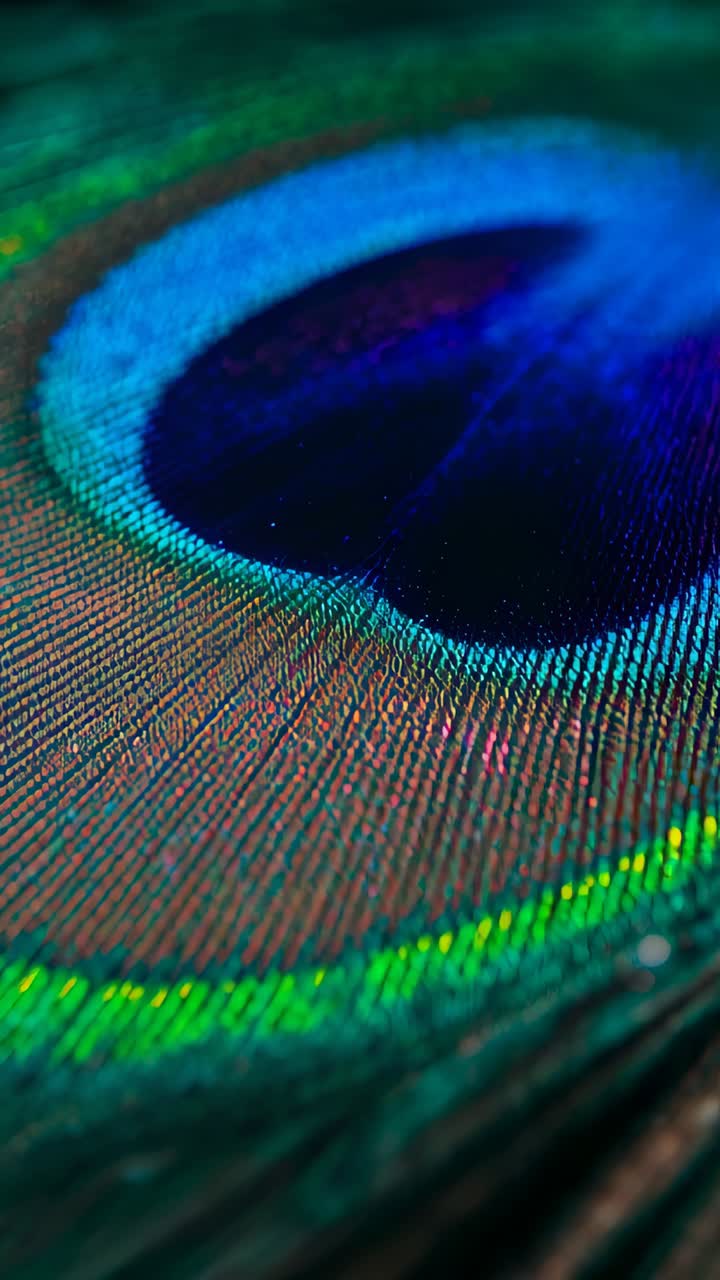 Vertical video: Sliding camera revealing peacock feather eye on tabletop, showing shining barbules