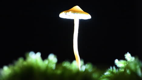 captura de detalle ligeramente inclinada de la tapa de un hongo psilocybe cyanescens que libera esporas