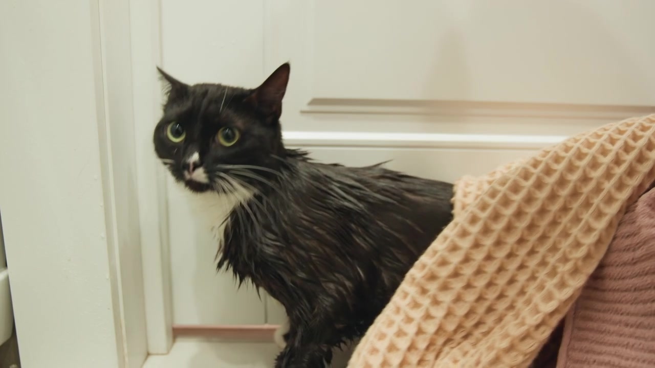 Soaked black and white cat with slick wet fur and flattened ears is held and wrapped in beige waffle towel by person in pink ribbed sleeve near closed white door, showing tense drying movement indoors