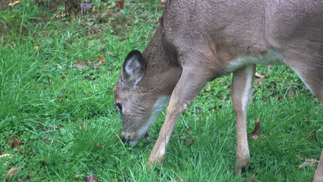 White-tailed-deer-nibbles-at-clover-in-field,-walking-as-she-grazes