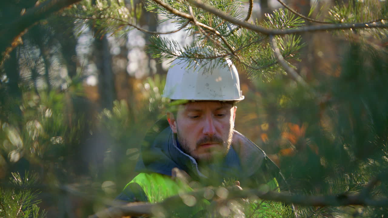 Vines and branches of tree being inspected for disease by specialist