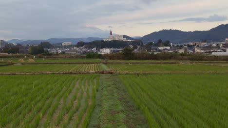 pan up over rice field in front of city in japan