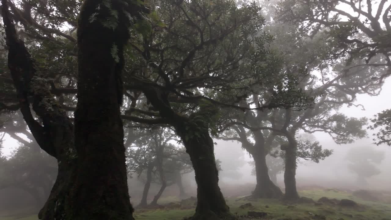 안개가 가득한 숲, 마법의 마데라 섬