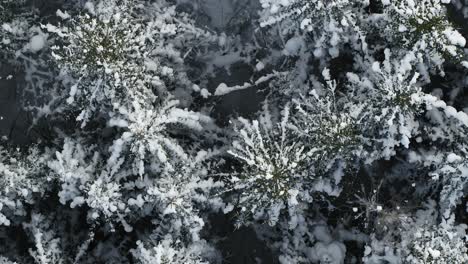 top down view of snowy forest