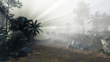 los rayos del atardecer a través de las palmeras