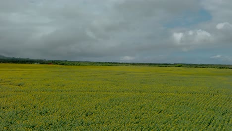 Beeindruckendes-Sonnenblumenfeld-Auf-Maui