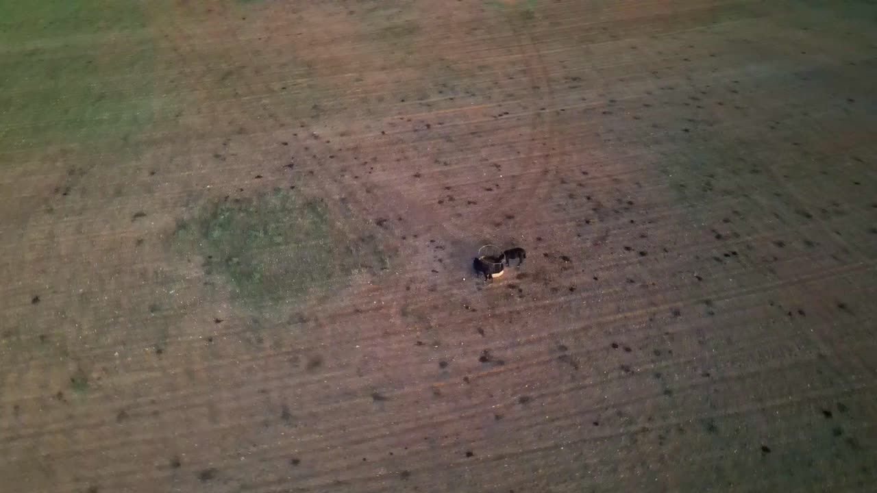 마른 농장 목장에서 급식소를 둘러싼 두 마리의 말