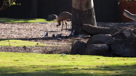 an emu interacts with pigeons in a zoo