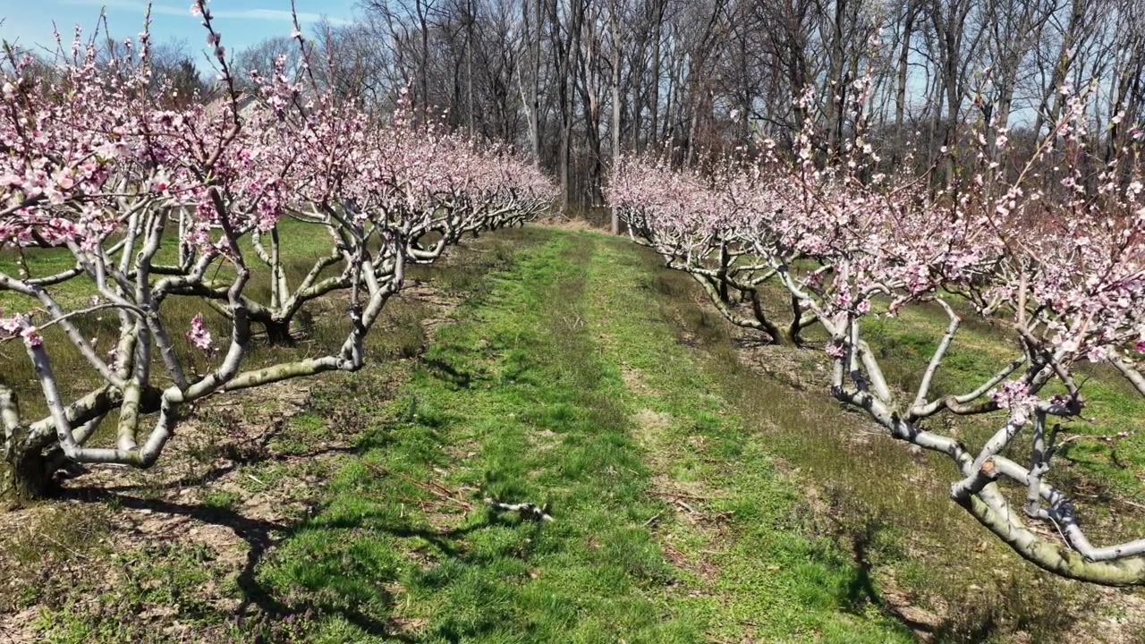 Vista aerea bassa con drone attraverso peschi in fiore in un frutteto americano soleggiato durante la primavera, con fiori rosa, filari di erba verde e un tranquillo paesaggio agricolo rurale. PA, USA.