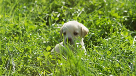 Close-up-view-of-a-white-cute-labrador-puppy-sitting-on-the-green-grass-on-a-sunny-day