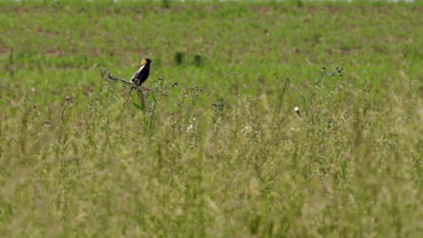 a bobolink sitting on a grass stem in a field and singing