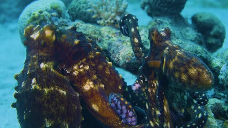 rare footage of octopuses mating in the red sea, eilat! these intelligent cephalopods display fascinating behaviors during reproduction. a unique glimpse into marine life.