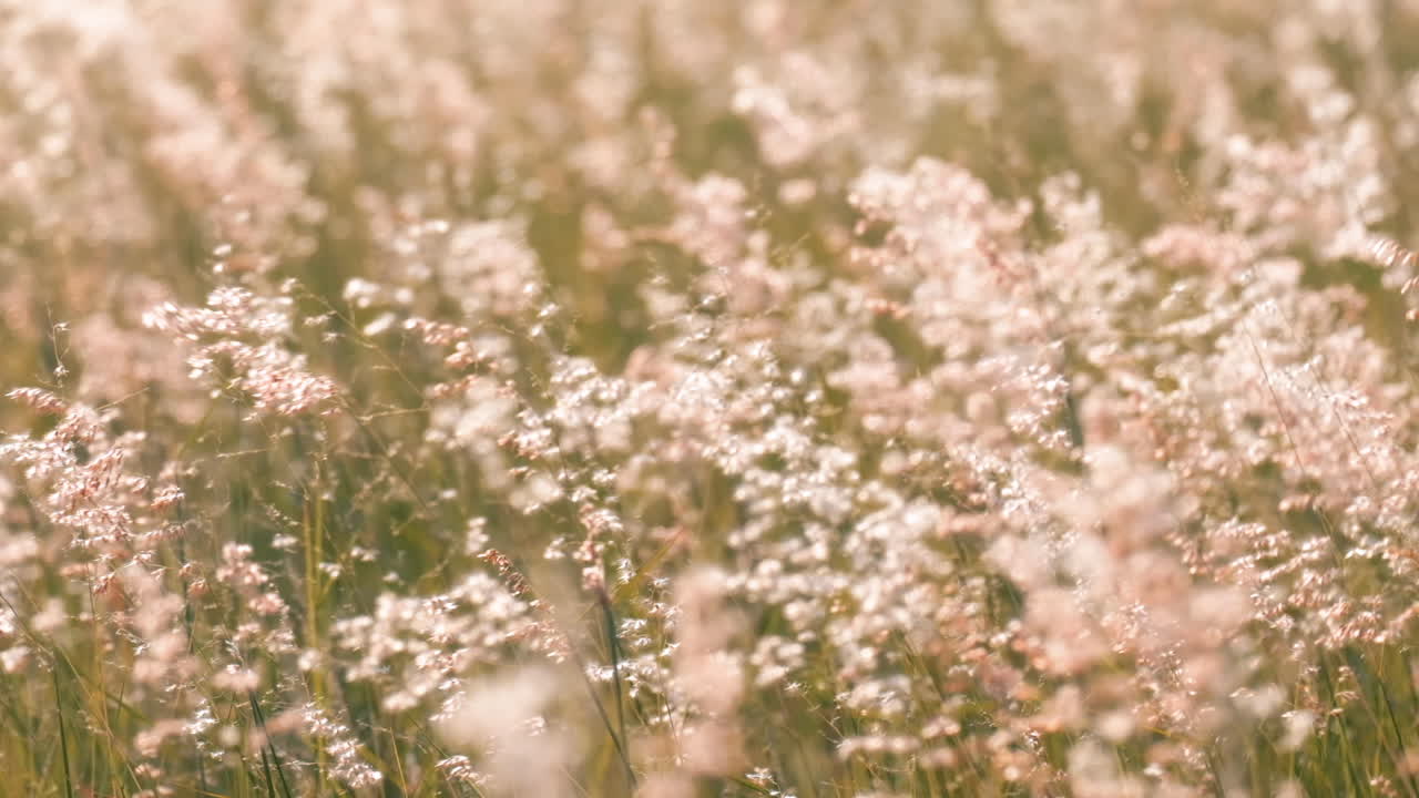 Beautiful flowers field meadow in sunset lights. Slow motion