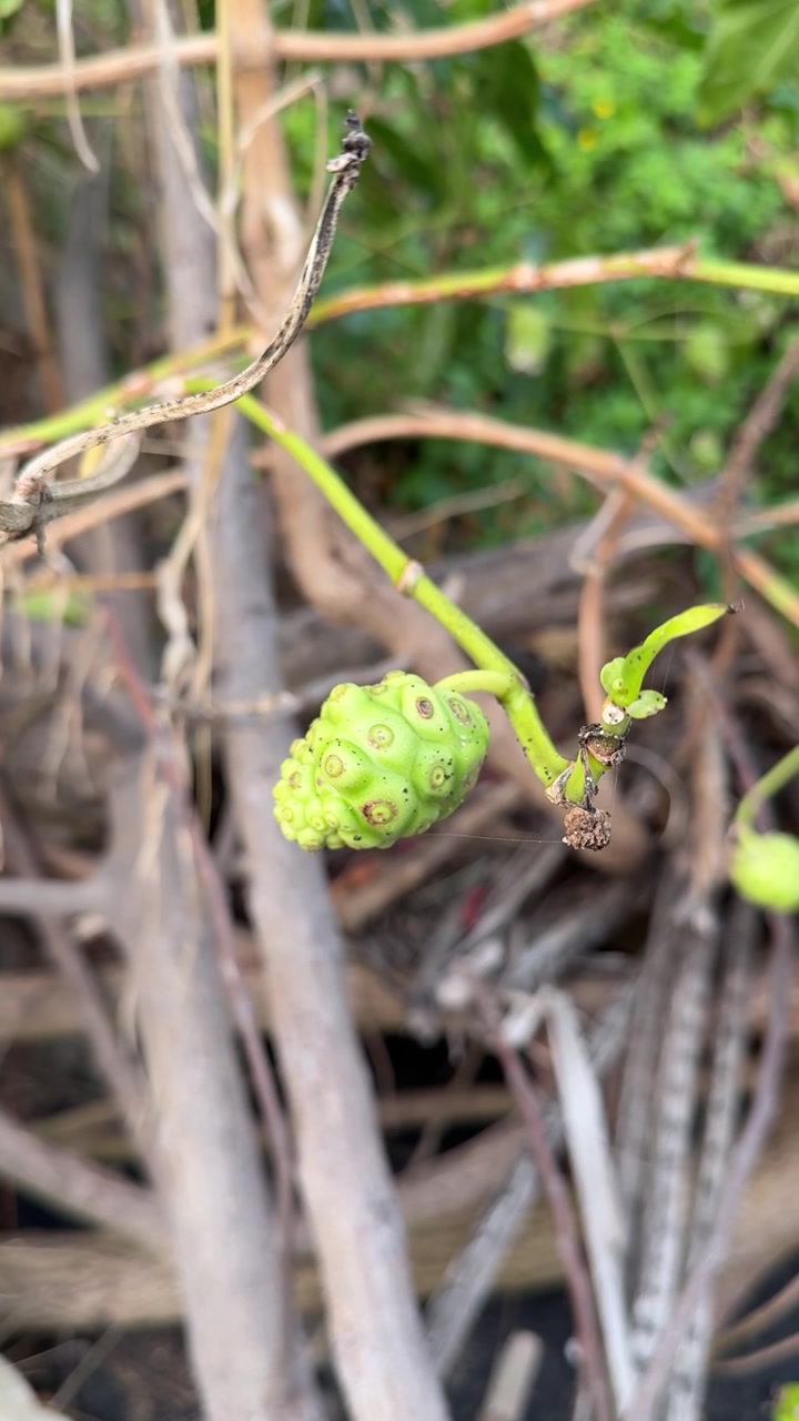 Close-up of a Green Noni Fruit Growing on a Branch