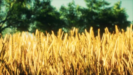 Scene-of-sunset-or-sunrise-on-the-field-with-young-rye-or-wheat-in-the-summer