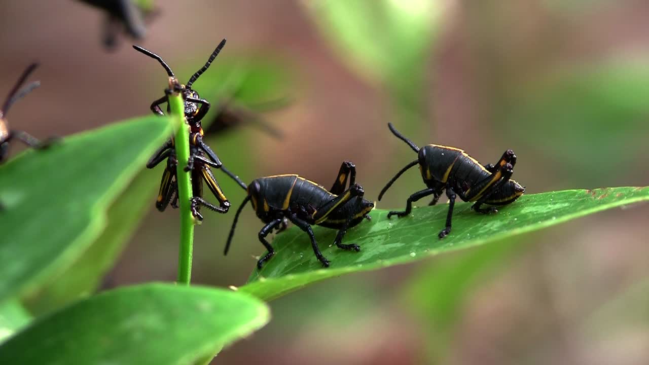 검은 곤충은 녹색 잎을 먹는다