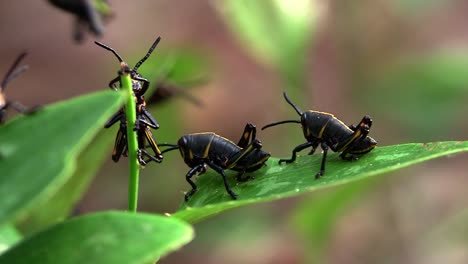 black insects eat a green leaf