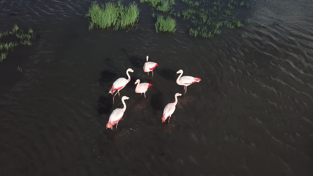 Flamingos in Lake. Birds Eye Aerial View of Exotic Birds in Natural Habitat, Patagonia, Argentina