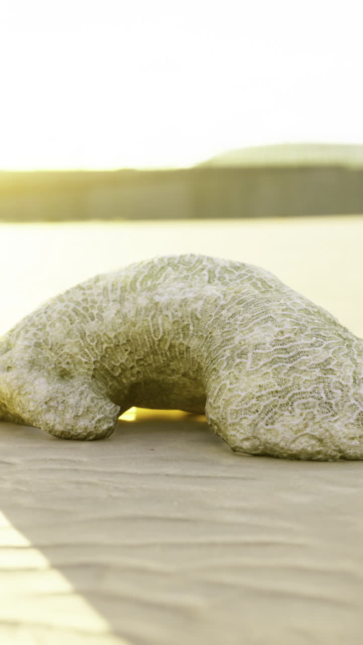 Textured rock formation glistening in the sunset at the beach