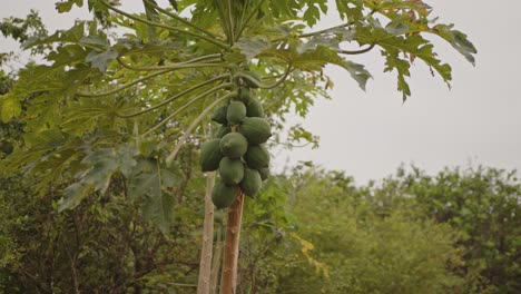 un primer plano de muchas papayas verdes en el árbol