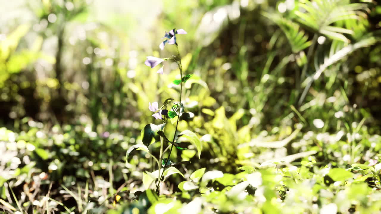 초록색 broadleaf 카 ⁇  잔디의 끝의 가까운