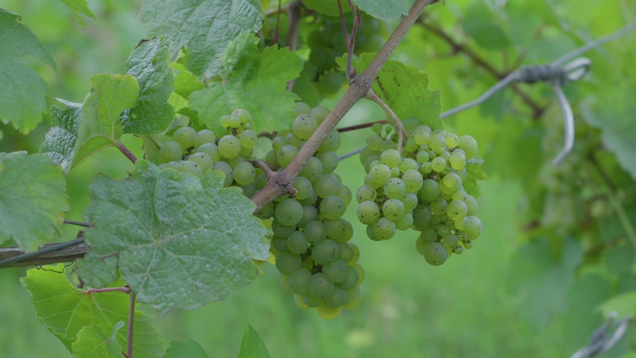 Grappolo d'uva Riesling in primo piano attaccato alla vite, vigneto, regione della Mosella, Francia.