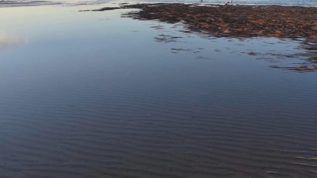 Vuelo bajo de dron aéreo sobre bancos de arena costeros poco profundos con gaviotas durante la puesta de sol en la hora dorada
