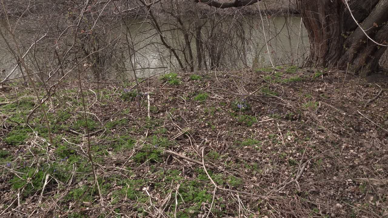 A lot of vegetation at the beginning of spring without greenery. In the background, there is a body of water that enhances this cinematic scene.
