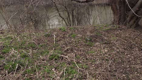 a lot of vegetation at the beginning of spring without greenery. in the background, there is a body of water that enhances this cinematic scene.