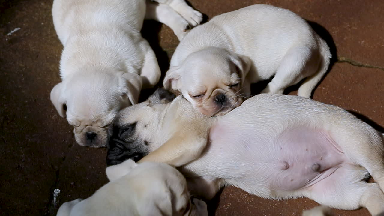 Pug puppies sleeping on concrete
