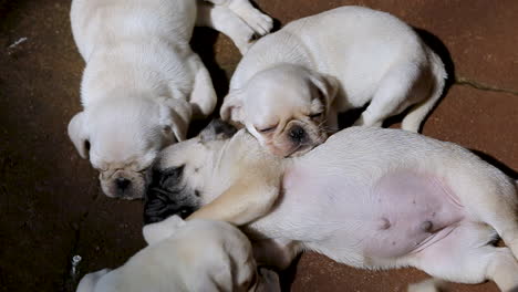 pug puppies sleeping on concrete