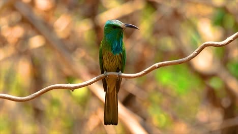 El-Abejaruco-De-Barba-Azul-Se-Encuentra-En-La-Península-De-Malaya,-Incluida-Tailandia,-En-Claros-De-Bosques-Particulares