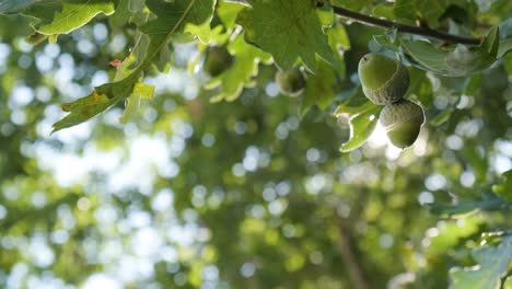 roble en el bosque - rama de roble con bellotas y hojas sobre un fondo borroso - ángulo bajo, primer plano