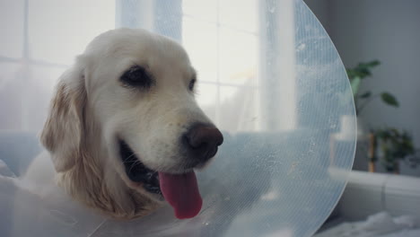 retrato de perro con cono de mascota después de la cirugía