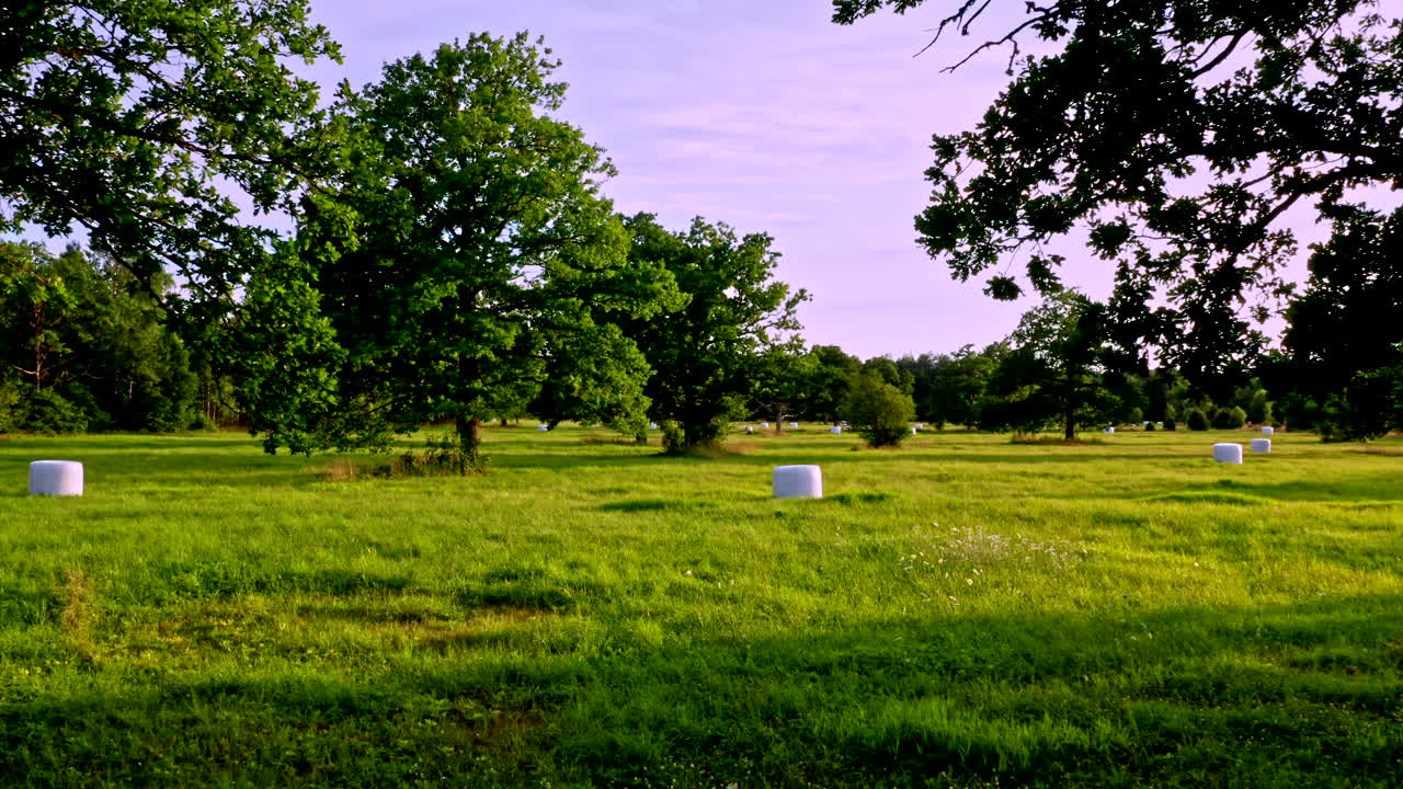 나뭇가지 사이로 건초더미와 참나무가 있는 들판으로 이동