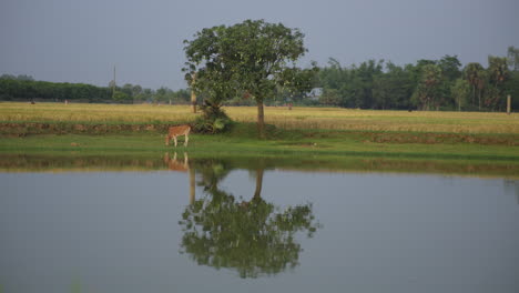 Kuh-Frisst-Gras-Von-Einem-Teichfeld-Bei-Sonnigem-Blauem-Himmel-–-Kuhreflexion-Auf-Dem-Teich