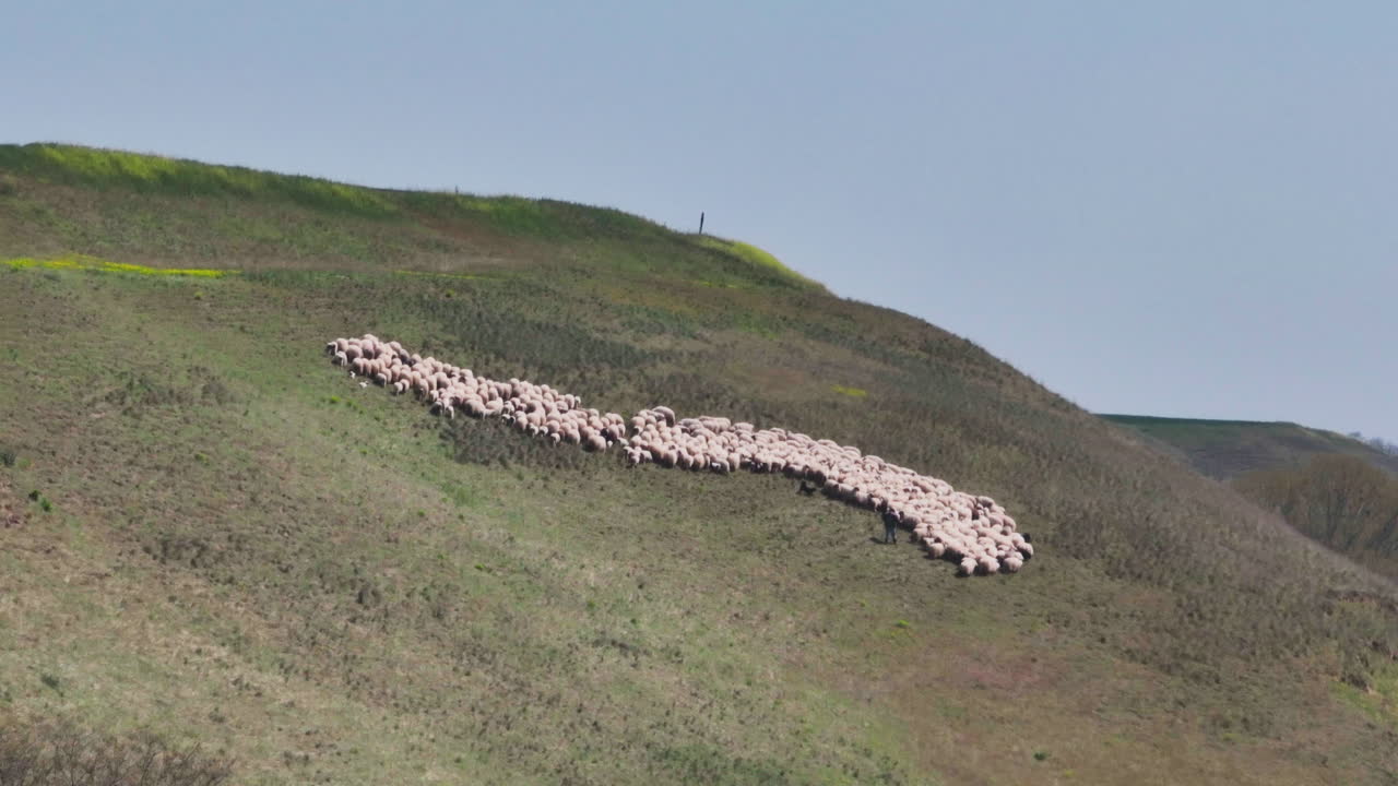 Sheep Herd on a Hillside
