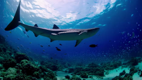 majestic whale shark gliding through clear blue ocean waters