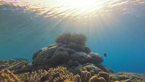 Ein-Lebendiges-Great-Barrier-Reef,-Australien,-Mit-Sonnenlicht,-Das-Von-Der-Oberfläche-Herabströmt