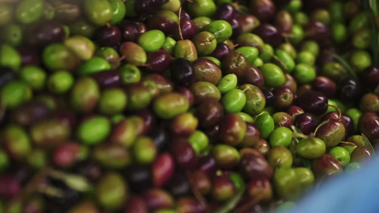 Olive fresche che scendono nel contenitore durante la raccolta